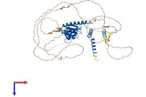 AlphaFold protein structure predicition of Human Recombinant DCP1A Protein, UniprotID Q9NPI6