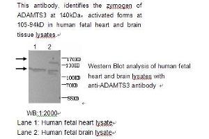 Image no. 1 for anti-ADAM Metallopeptidase with Thrombospondin Type 1 Motif, 3 (ADAMTS3) antibody (ABIN790775) (ADAMTS3 anticorps)