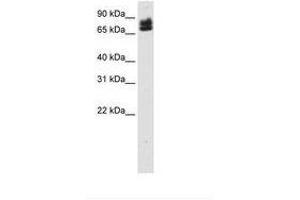 Image no. 1 for anti-E74-Like Factor 1 (Ets Domain Transcription Factor) (ELF1) (AA 131-180) antibody (ABIN6736119) (ELF1 anticorps  (AA 131-180))