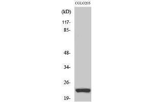 Western Blotting (WB) image for anti-Neuron-Specific Protein Family Member 1 (D4S234E) (Internal Region) antibody (ABIN3185813) (NSG1 anticorps  (Internal Region))