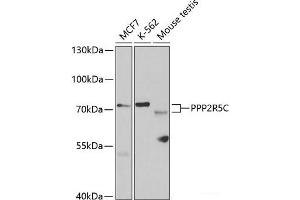 Western blot analysis of extracts of various cell lines using PPP2R5C Polyclonal Antibody at dilution of 1:1000. (PPP2R5C anticorps)