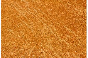 ABIN6260629 and ABIN6276912 at 1/100 staining Mouse brain tissue by IHC-P. (CD47 anticorps  (C-Term))
