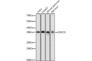Western blot analysis of extracts of various cell lines, using LRRC59 antibody  at 1:1000 dilution. (LRRC59 anticorps  (AA 1-244))