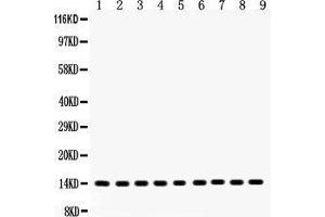 Anti- Cytochrome C Picoband antibody, Western blotting All lanes: Anti Cytochrome C  at 0.