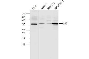 Lane 1: Mouse Liver Lane 2: Mouse Spleen lysates Lane 3: NIH'3T3 Lane 4: RAW246. (IL12A anticorps  (AA 51-150))