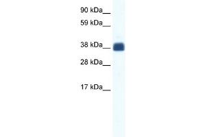 WB Suggested Anti-CX36 Antibody Titration:  1. (GJD2 anticorps  (Middle Region))