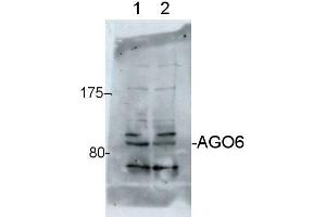Western Blotting (WB) image for anti-Argonaute 6 (AGO6) antibody (ABIN619533) (AGO6 anticorps)