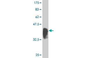 Western Blot detection against Immunogen (36. (IRF2 anticorps  (AA 216-315))