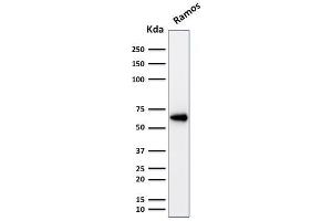 Western Blot Analysis Ramos cell lysate using Oct-2 Mouse Monoclonal Antibody (OCT2/2137).