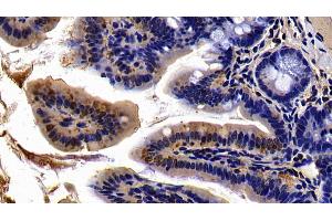 Detection of MAP2K6 in Mouse Colon Tissue using Polyclonal Antibody to Mitogen Activated Protein Kinase Kinase 6 (MAP2K6)