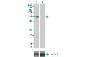 Western blot analysis of SGK over-expressed 293 cell line, cotransfected with SGK Validated Chimera RNAi (Lane 2) or non-transfected control (Lane 1). (SGK1 anticorps  (AA 1-431))
