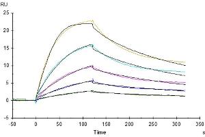Mouse FcRn, His Tag captured on CM5 Chip via anti-his antibody can bind Trastuzumab with an affinity constant of 4.