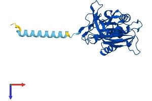 AlphaFold protein structure predicition of Mouse Recombinant Cyb5r1 Protein, UniprotID Q9DB73
