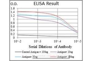 ELISA image for anti-Argininosuccinate Synthase 1 (ASS1) antibody (ABIN1105454)