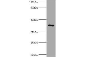 Western blot All lanes: Gap junction gamma-1 protein antibody at 6 μg/mL + 293T whole cell lysate Secondary Goat polyclonal to rabbit IgG at 1/10000 dilution Predicted band size: 45 kDa Observed band size: 45 kDa (GJC1 anticorps  (AA 247-396))