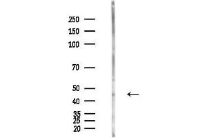 anti-Actin-Like 6B (ACTL6B) (Internal Region) antibody