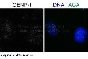 Image no. 1 for anti-Centromere Protein I (CENPI) (N-Term) antibody (ABIN503575) (CENPI anticorps  (N-Term))