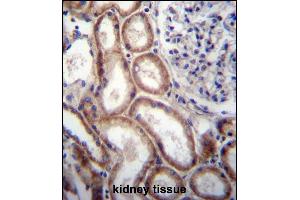 SLIT1 Antibody (N-term) (ABIN657297 and ABIN2846382) immunohistochemistry analysis in formalin fixed and paraffin embedded human kidney tissue followed by peroxidase conjugation of the secondary antibody and DAB staining. (SLIT1 anticorps  (N-Term))