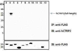 Immunoprecipitation (IP) analysis of the cell lysates from HEK293 cells transfected with empty vector or a panel of the FLAG-tagged CTRP family (full-length) followed by immunoblot analysis using anti-CTRP2 (human), pAb  antibody. (C1QTNF2 anticorps)