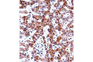 ADRA2C Antibody immunohistochemistry analysis in formalin fixed and paraffin embedded human liver tissue followed by peroxidase conjugation of the secondary antibody and DAB staining.