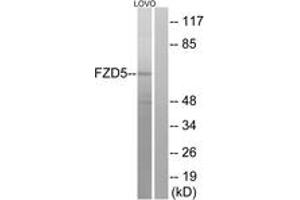 Western blot analysis of extracts from LOVO cells, using FZD5 Antibody.