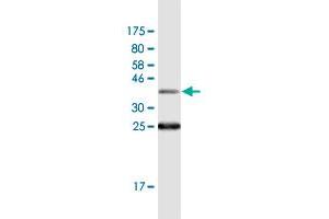 Western Blot detection against Immunogen (36.