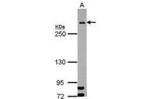 Image no. 2 for anti-Mdc1 (MDC1) (AA 642-954) antibody (ABIN1499348) (MDC1 anticorps  (AA 642-954))