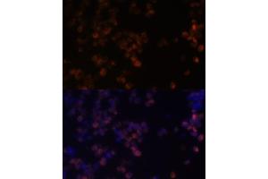 Immunofluorescence analysis of Raw264. (ZYX anticorps  (AA 1-300))