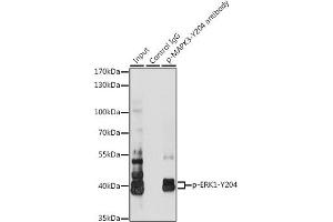 Immunoprecipitation analysis of 200 μg extracts of Jurkat cells, using 3 μg Phospho-ERK1-Y204 pAb (ABIN3019889, ABIN3019890, ABIN3019891 and ABIN1681795).