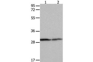 Western Blot analysis of Hela cell and Mouse kidney tissue using 14-3-3 beta/alpha Polyclonal Antibody at dilution of 1:550 (YWHAB anticorps)