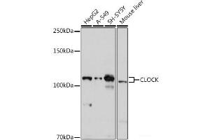 Western blot analysis of extracts of various cell lines using CLOCK Polyclonal Antibody at dilution of 1:1000. (CLOCK anticorps)