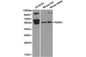 Western Blotting (WB) image for anti-Runt-Related Transcription Factor 1 (RUNX1) antibody (ABIN1874673) (RUNX1 anticorps)
