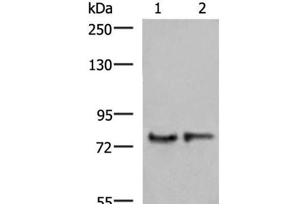 GPSM1 anticorps