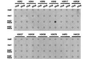 Dot-blot analysis of all sorts of methylation peptides using H3K9me2 antibody. (Histone 3 anticorps  (H3K9me2))
