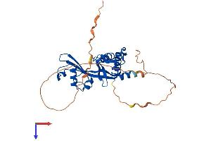 AMMECR1-Like (AMMECR1L) (AA 1-310) protein (His tag)