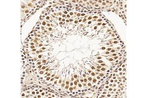 Immunohistochemistry of paraffin embedded rat testis using RBM8A (ABIN7075478) at dilution of 1: 300 (300x lens) (RBM8A anticorps)