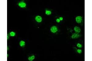 Image no. 2 for anti-Mitogen-Activated Protein Kinase Kinase 4 (MAP2K4) antibody (ABIN1499481)