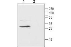 Western blot analysis of rat pancreas lysate:  - 1. (FFAR1 anticorps  (3rd Extracellular Loop))
