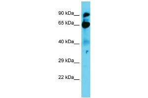 Host: Rabbit Target Name: NOL9 Sample Type: A549 Whole Cell lysates Antibody Dilution: 1. (NOL9 anticorps  (N-Term))