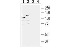 Western blot analysis of mouse brain lysate (lanes 1 and 3) and rat brain lysate (lanes 2 and 4): - 1, 2.