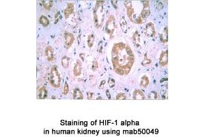 Image no. 2 for anti-Hypoxia Inducible Factor 1, alpha Subunit (Basic Helix-Loop-Helix Transcription Factor) (HIF1A) (AA 432-528) antibody (ABIN363203) (HIF1A anticorps  (AA 432-528))