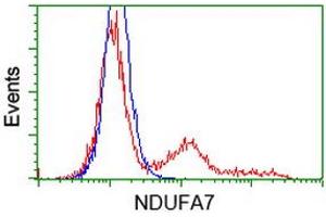 HEK293T cells transfected with either RC200534 overexpress plasmid (Red) or empty vector control plasmid (Blue) were immunostained by anti-NDUFA7 antibody (ABIN2454403), and then analyzed by flow cytometry. (NDUFA7 anticorps)