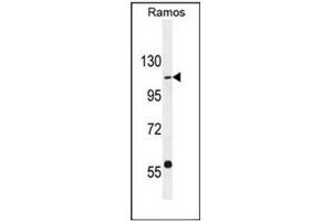 Western blot analysis of GIGYF1 Antibody (Center) in Ramos cell line lysates (35ug/lane).