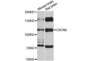 Western blot analysis of extracts of various cell lines, using CNTN5 antibody (ABIN6290256) at 1:3000 dilution. (Contactin 5 anticorps)