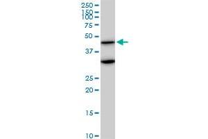 MAPK3 monoclonal antibody (M04), clone 1F7. (ERK1 anticorps  (AA 279-379))