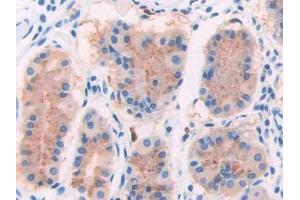 IHC-P analysis of Human Stomach Tissue, with DAB staining. (GRIP1 anticorps  (AA 874-1073))
