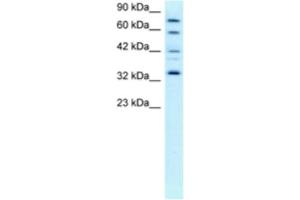 Western Blotting (WB) image for anti-Cyclin-Dependent Kinase 7 (CDK7) antibody (ABIN2463672) (CDK7 anticorps)