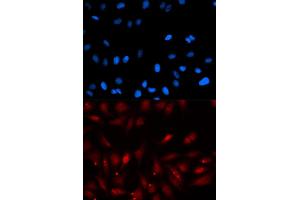 Immunofluorescence (IF) image for anti-Proliferation-Associated 2G4, 38kDa (PA2G4) antibody (ABIN1876564) (PA2G4 anticorps)