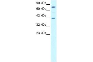 PCK1 antibody used at 0. (PCK1 anticorps  (Soluble))