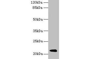 Western blot All lanes: Mup11 antibody at 2 μg/mL + Mouse liver tissue Secondary Goat polyclonal to rabbit IgG at 1/10000 dilution Predicted band size: 21 kDa Observed band size: 21 kDa (Major Urinary Protein 19 (MUP19) (AA 1-151) anticorps)